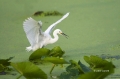 Snowy-Egret;Egret;Flight;Foraging;one-animal;close-up;color-image;nobody;photogr